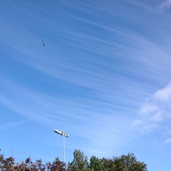Treetop Heronry: Parents return with food for young. Phoenix Park, Dublin.