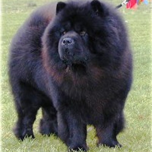 Medley Mojinos (Chow Chow, Ni Dios te Sarva Maria)