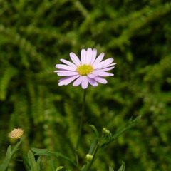 Jane Ellie - Paquerette [2012]