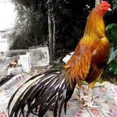 [ Exotic ] Ayam Jago