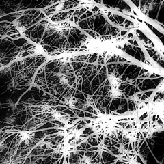 Tu caos - No Obstante