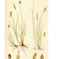 AX, STRÅ (EAR, STRAW) order part VII (2013) by Esaias Järnegard