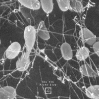 micro-bios