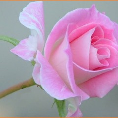 Kiirtan for Baba´s birthday