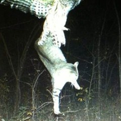 Barred owl