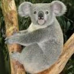 Paula The Koala