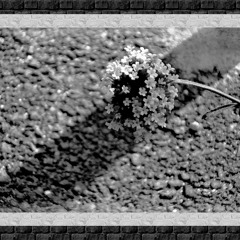 Une fleur - Olive