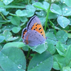 Myles Bullen- Give It All Away