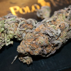 CASH ft Munkz KG n KingRaydaDon