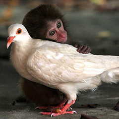 MONKEY AND A DOVE