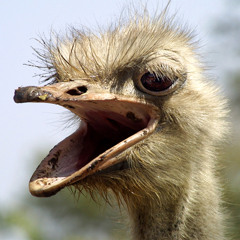 I Think Ur A Contra (Vampire Weekend)