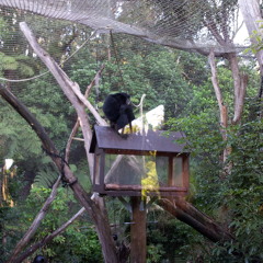 Siamang Gibbon Howling & Screaming (Auckland Zoo, 2013)