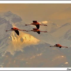 Imperial Flight & Golden City