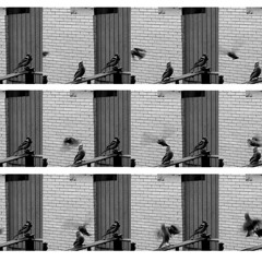 Zoetrope