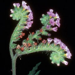Heliotrope