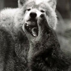 Animals (Bedroom Demo)