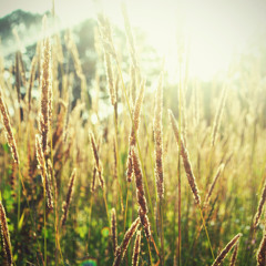 Beat 7 - 80 Ron *VANDUT