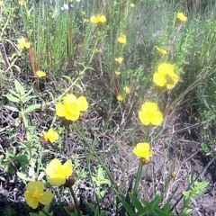 RHM 227-7- សន្យាស្រុកស្រែ​ - ព្រាប សុវត្ថិ