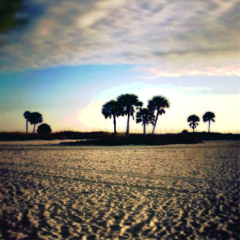 Palms