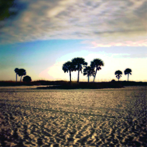 Palms