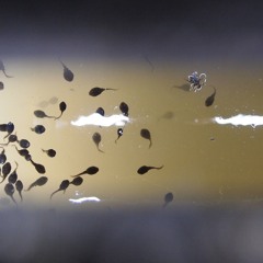 tadpoles and water beetles