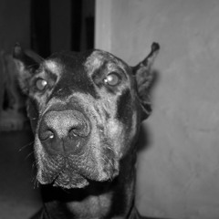 Tribute to Phoebus, Priska, Goth, Sam, Luna.. And Others... <3