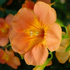 Pann Chit Thu- Khin Maung Toe Ft Me Me Win Phay