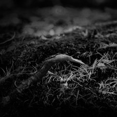 webset