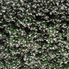 Grace Woodroofe  (SAMPLE)