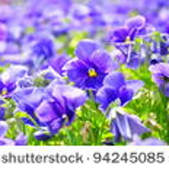 Immolated Agitprop - Primal Spring