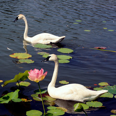 Swan Lake