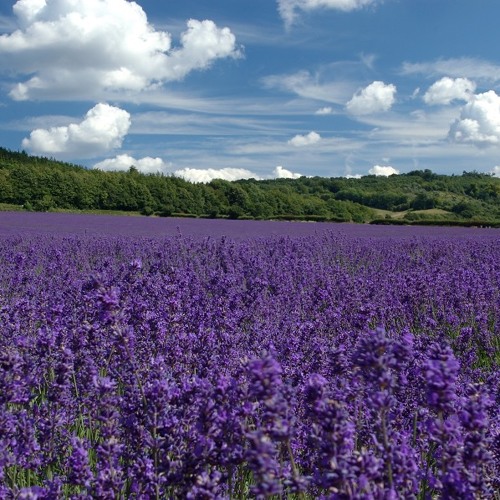 AIR BAND - Song For You