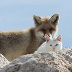 Bette Davis Eyes vs. My Love Sees You (Classixx Remix) mash up - Kim Carnes & Beni