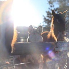 Sparkling Wiggles - Acoustic Demo