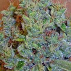 Satánicos Marihuanos