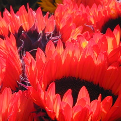 Trudi - Final Version (7-08-13)