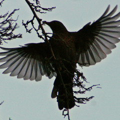 Blackbird (The Beatles Cover)