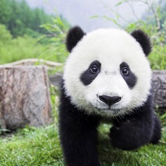 FUCK THE WORLD  I'M A PANDA -