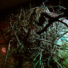 Desierto de los Leones