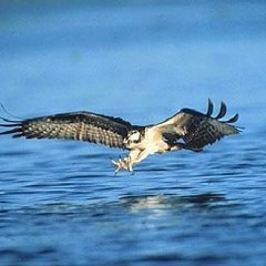 Tau Tino Mai -  - Output - Stereo Out