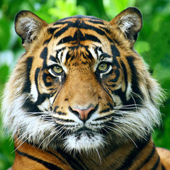 Matt Baker & John Styles - Sumatran Tiger