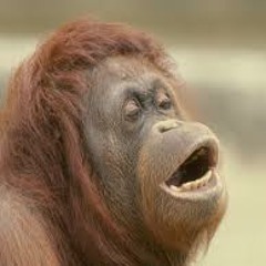 ANIMAL.JAM.LUV.MY.THANG...GRIZZWALD