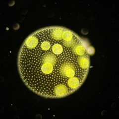 A Knife Below The Ocean