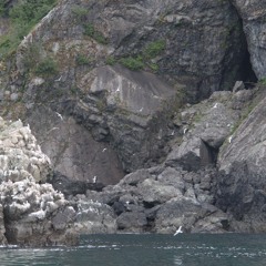 D. Edward Davis' cliff nesting (excerpt)