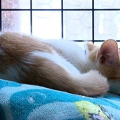 La SPCA de l'Outaouais dénonce les propriétaires qui abandonnent leur animal pour aller en vacances