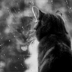 Sound of Rain