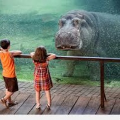 That Hippo(Is Ruining The Zoo)