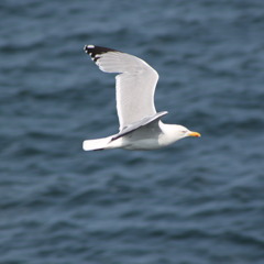 Jazz Hands rough mix