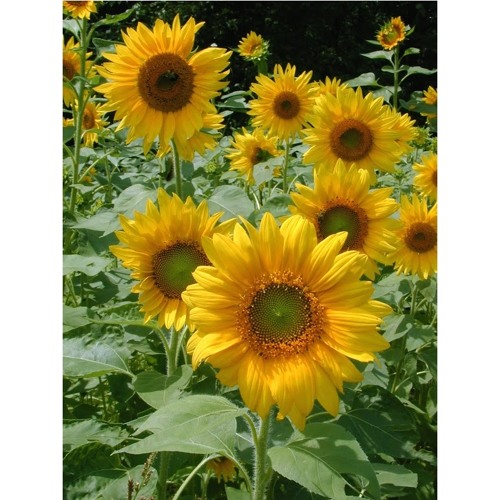 Sunflowers