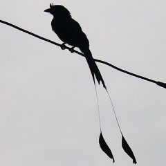 Racket Tailed Drongo (( free wave download -- 160 bpm ))
